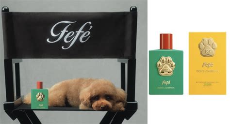 dolce gabbana dog collar|Dolce&Gabbana Fefé ~ Fragrance News .